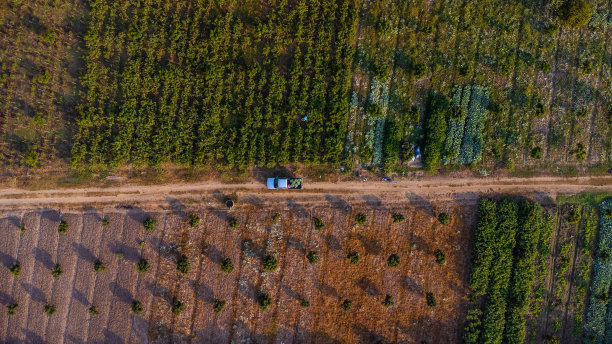 工人们早上将有机蔬菜收获到篮子里的鸟瞰图。农民们在收获后将一筐筐有机蔬菜装上皮卡。健康饮食和新鲜蔬菜图片下载