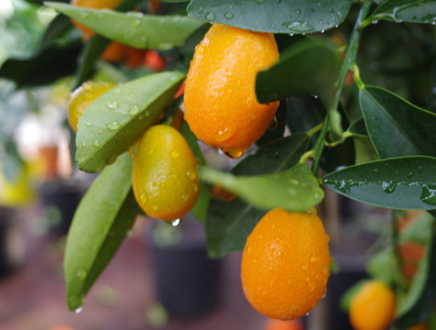 果树作为花园图片下载