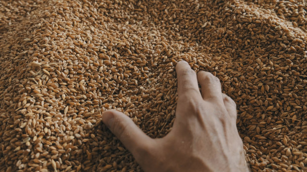 在小麦背景上，人手握着一把谷物图片下载