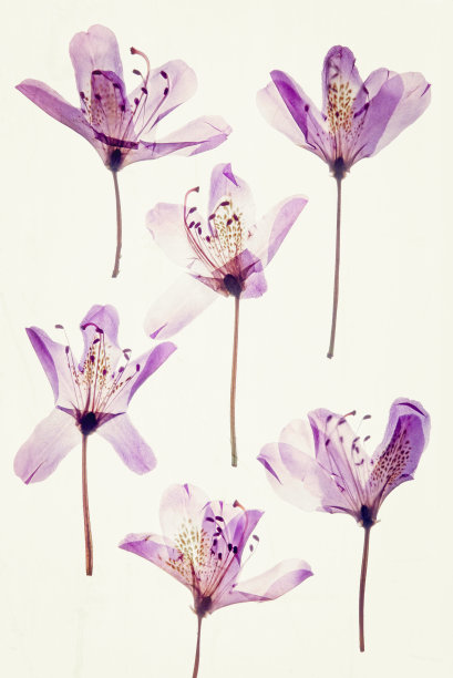 彩色干花瓣杜鹃花图片下载