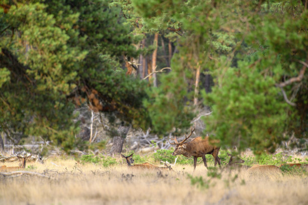 秋天发情季节，森林里的红鹿雄鹿。图片下载