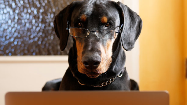 有趣的杜宾在他的笔记本电脑上工作图片下载