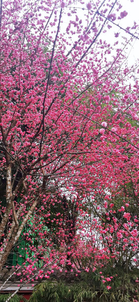 李属却已图片下载