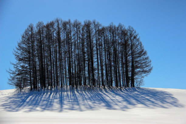 松树矗立在比北的雪原上图片下载