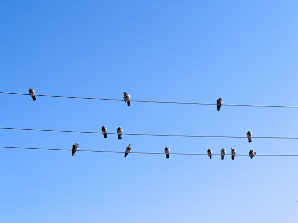 钢丝上的鸟图片下载