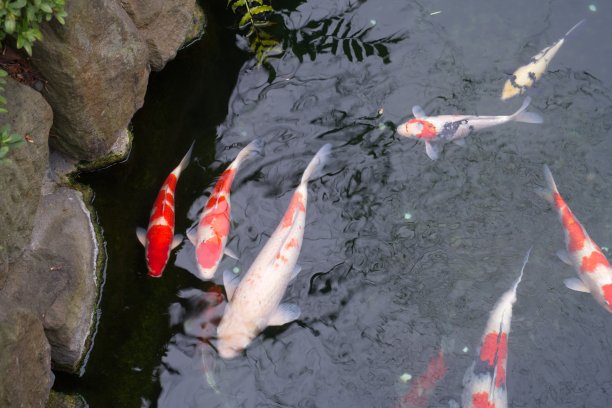 日本池塘里的金鲤和锦鲤。受欢迎的宠物有放松和风水的意思。深受人们喜爱的宠物。亚洲人喜欢养它来祈求好运。图片下载