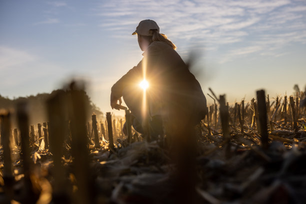 傍晚，金发女人跪在收获了植物的茬地里，看着地平线上的日落，阳光穿过她的胳膊和腿图片下载