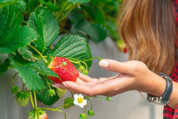 一名妇女手持从有机智能创新技术农场种植的草莓果实图片下载