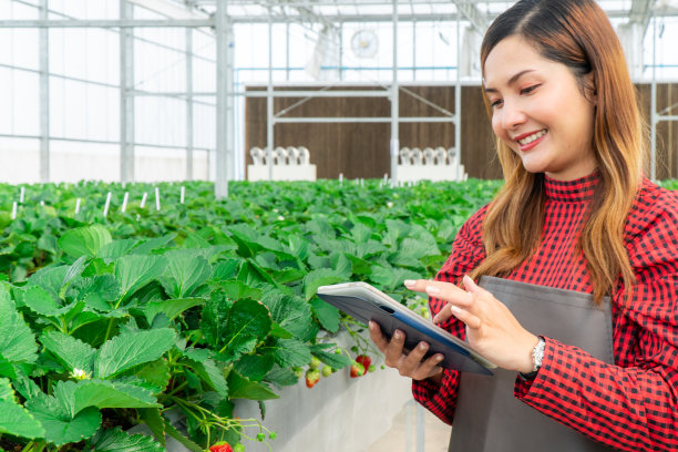 一名妇女手持从有机智能创新技术农场种植的草莓果实图片下载