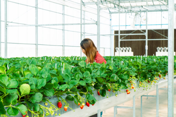 在日本工作的一名妇女手持有机智能创新技术农场种植的草莓果实图片下载