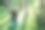 照片中活跃灵活的黑发女子伸展健身球，做普拉提或健身运动，在阳光明媚的春日在森林的绿色草地上，享受新鲜空气的体操练习。图片下载