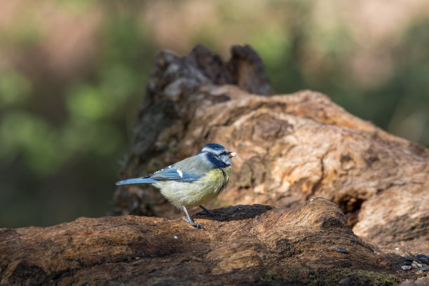 蓝冠山雀图片下载