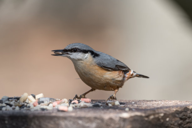 五子雀图片下载