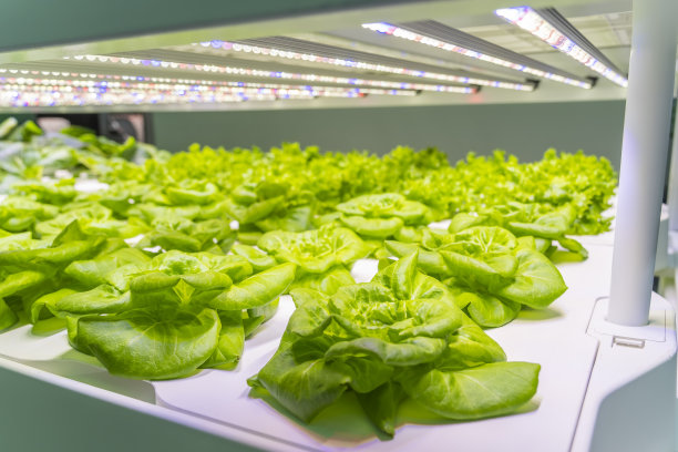 温室蔬菜种植与Led灯室内农场技术图片下载