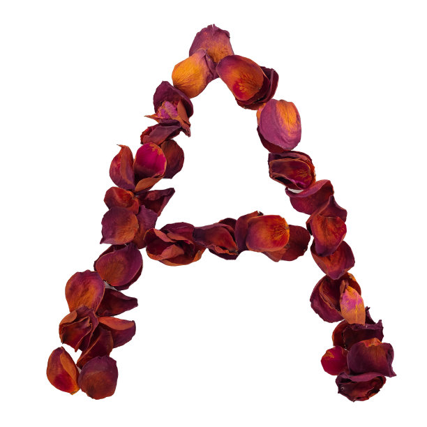 字母A来自干红色玫瑰花瓣，孤立在白色背景上。自然排版，英文字母。玫瑰花瓣的设计元素图片下载