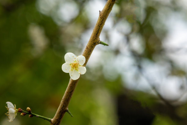 白梅婀娜多姿，刚强百折不挠。花的特写镜头。图片下载