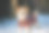 杰克罗素梗在新年针织毛衣在冬季云杉森林上的雪。圣诞节的概念图片下载