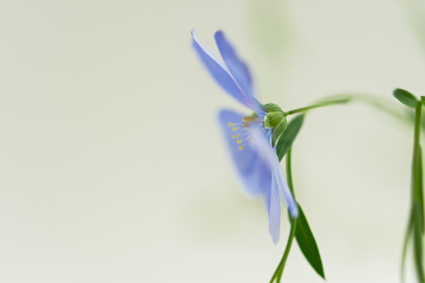 蓝色亚麻花特写。图片下载