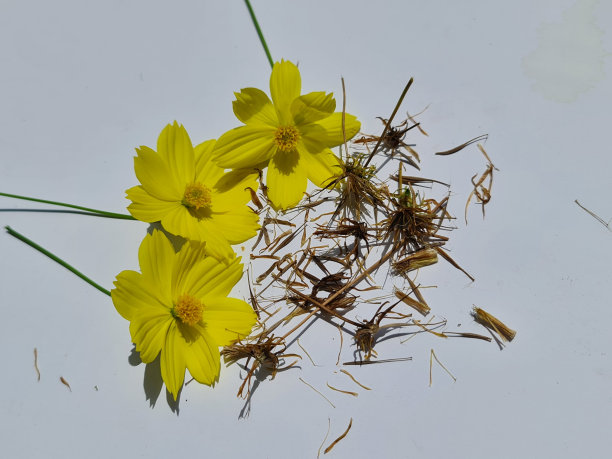 黄色的科尼基尔花或宇宙花与它的花的种子。白色照片背景。图片下载