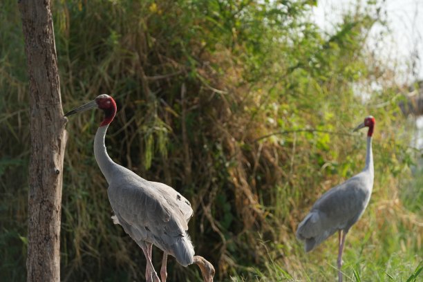两只白鹭在远处寻找食物图片下载