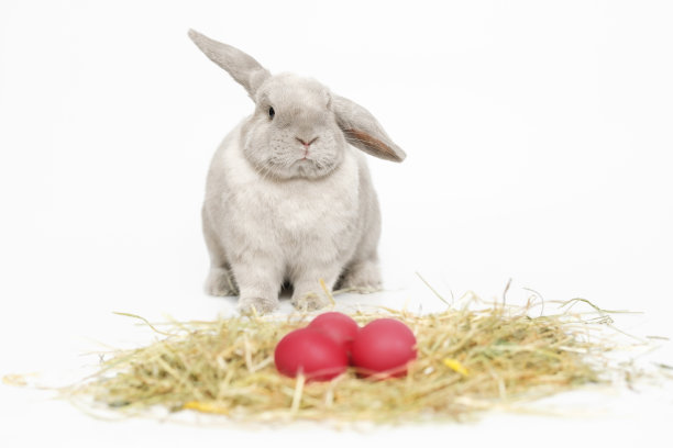 灰色毛茸茸的垂耳兔，干草上有洋红色的复活节彩蛋。坐在白色背景上，看着摄像机。图片下载