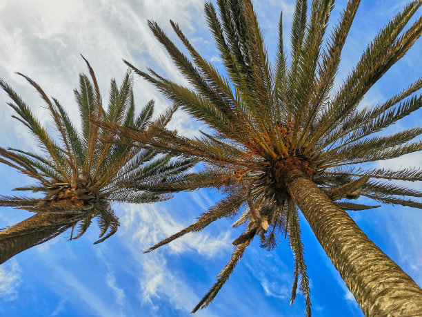 棕榈树的树冠和后面的蓝天图片下载