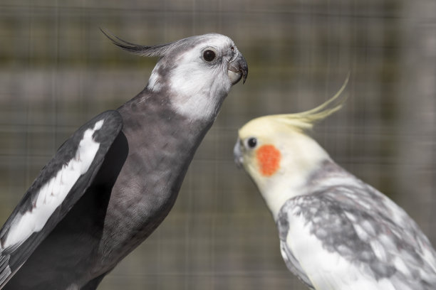 澳洲鹦鹉图片下载