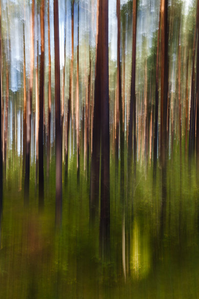 松林中的树木用垂直摄像机拍摄运动。长时间的曝光。图片下载