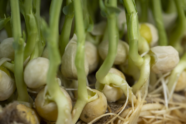 大量的豌豆根呈浅黄色图片下载