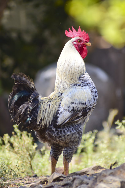 公鸡特写，公鸡图片下载