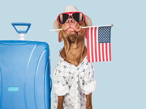 可爱的棕色小狗，太阳帽和美国国旗图片下载