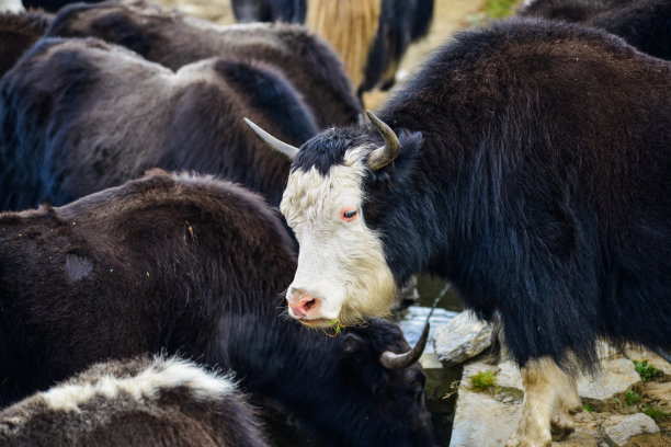 尼泊尔山上的黑牦牛图片下载