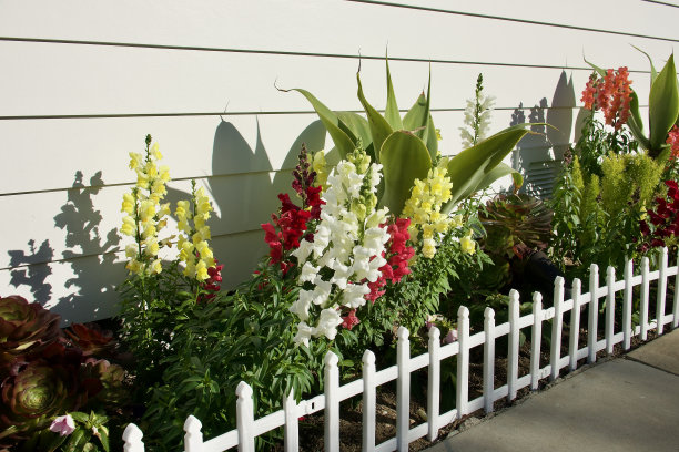 白色的尖桩篱笆后面有各式各样的春花图片下载