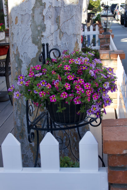 白色的尖桩篱笆后面有各式各样的春花图片下载