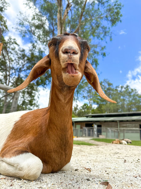 一只漂亮的棕色山羊正对着镜头。躺在地上做鬼脸。背景是蓝色多云的天空。澳大利亚昆士兰黄金海岸图片下载