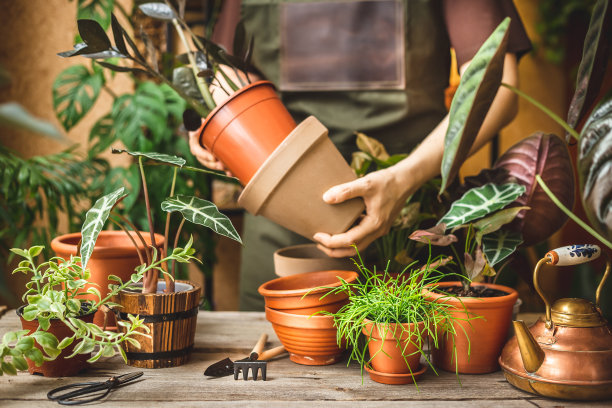 工人们在换盆前试用新花盆图片下载