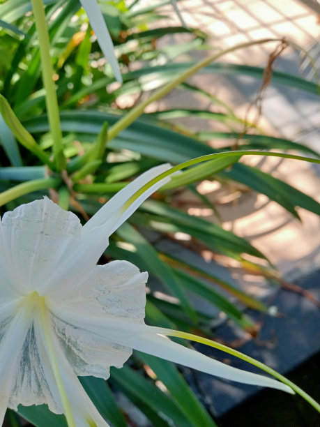 美丽的白花在早晨图片下载