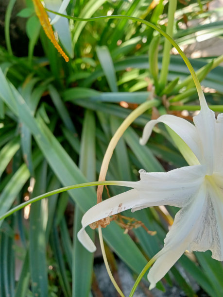 美丽的白花在早晨图片下载