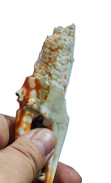 白色背景上孤立的手握贝壳蟹爪。图片下载