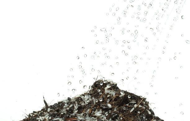 雨水淋入茉莉花水稻与肥料土壤进行种植。在黑土中浇水种植日本茉莉白米。白色背景隔离高速冻结运动图片下载