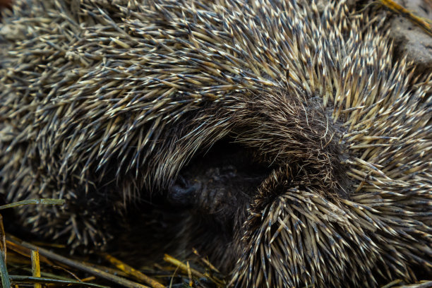 一只欧洲本土野生刺猬蜷缩在一片秋叶中。近距离图片下载
