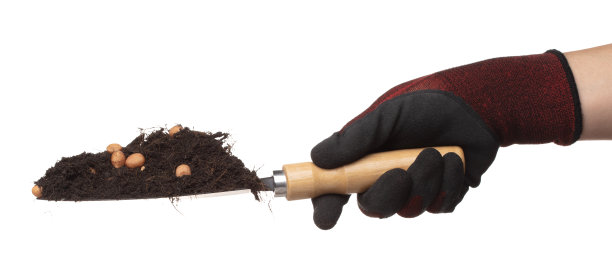 土壤污垢花生豆混合从花园铲手。花生豆土壤肥料抽象云飞。土壤混合花生豆种植飞溅停止在空气中。白色背景隔离高速冻结图片下载