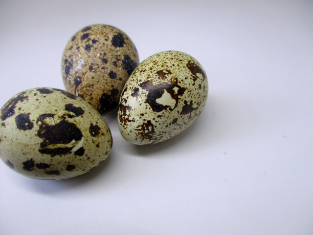 白色背景上有三个鹌鹑蛋图片下载