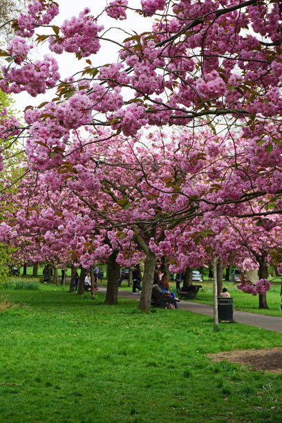 格林威治公园的自然景观伦敦的樱花大道，英国英格兰最好的赏花地点之一图片下载