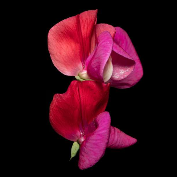 黑色背景下的红花特写镜头图片下载