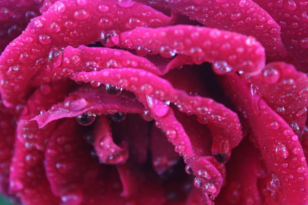 玫瑰花图片下载