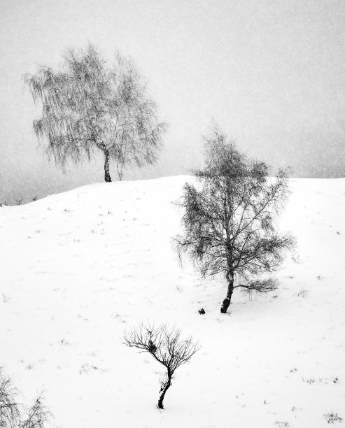 树被雪覆盖。霜冻，寒冷的天气，单色图片下载
