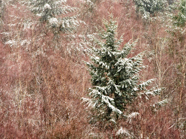 树间抽象的雪。冬季图片下载