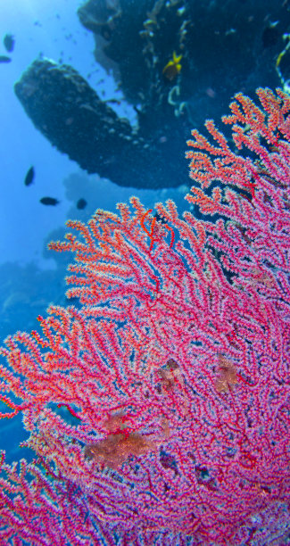 海帆，布纳肯国家海洋公园，印度尼西亚图片下载