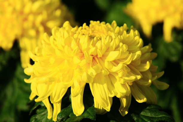 盛开的黄菊花图片下载